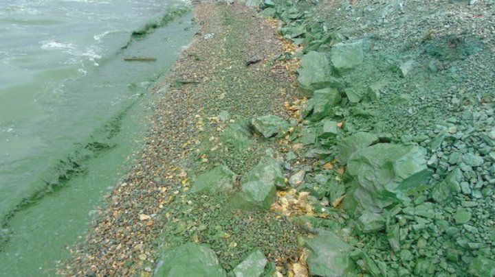 В Нижнем Тагиле водохранилище позеленело из-за химикатов: видео 