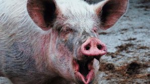 Еще в одном селе района Штефан-Водэ ввели карантин из-за свиной чумы