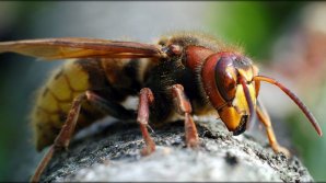 В США разворошили гигантское осиное гнездо: видео