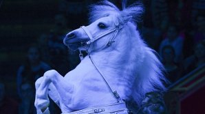 Беженец изнасиловал пони в детском зоопарке в Берлине