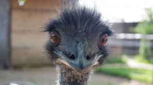 Эму-воришка развеселил пользователей Сети