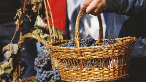 Праздник урожая отметили в Единцах