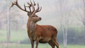 Более ста оленей погибли за последние три дня на железнодорожных путях на севере Норвегии