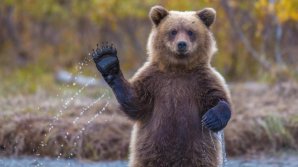 Латвия обвинила российских медведей во вмешательстве в леса страны