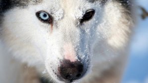 Хаски набросилась на годовалого ребенка в Хабаровске