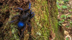 В Южной Америке открыт новый вид синих тарантулов