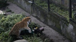 Установлена причина нападения тигра на сотрудницу зоопарка в Калининграде