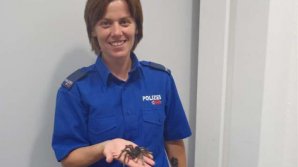 Швейцарка вызвала полицию, чтобы выгнать из дома паука