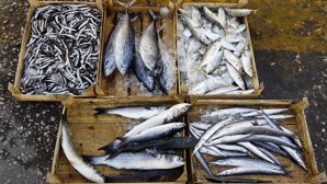 В минувшие выходные продажи рыбных торговцев увеличились на треть в связи с началом Великого Поста