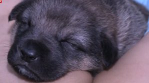 Вьетнамец спас тонущего щенка, сделав ему искусственное дыхание