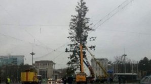 Украинская компания вернет потраченные деньги за поврежденную елку
