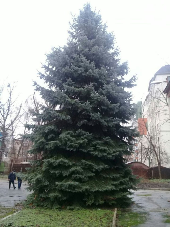 Столичные власти уже нашли замену пострадавшей во время перевозки новогодней ёлке: фото