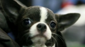 В Танзании маленькая собака показала льву, кто настоящий "царь зверей"