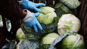 Россиянин пытался вывезти из Азербайджана 30 млн рублей в грузовике с капустой