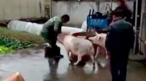 Свинья вытащила собрата из-под ножа мясника (видео)