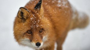 В Молдове начался сезон охоты на лис и шакалов 