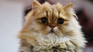 Учёные нашли среди кошек "правшей" и "левшей"