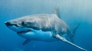 На шоссе в Мексике нашли 300 мертвых акул: фото 