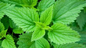 Из-за тёплой погоды на лугах стала появляться первая крапива