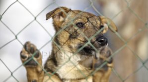 Стая собак напала на жительницу Каушан 