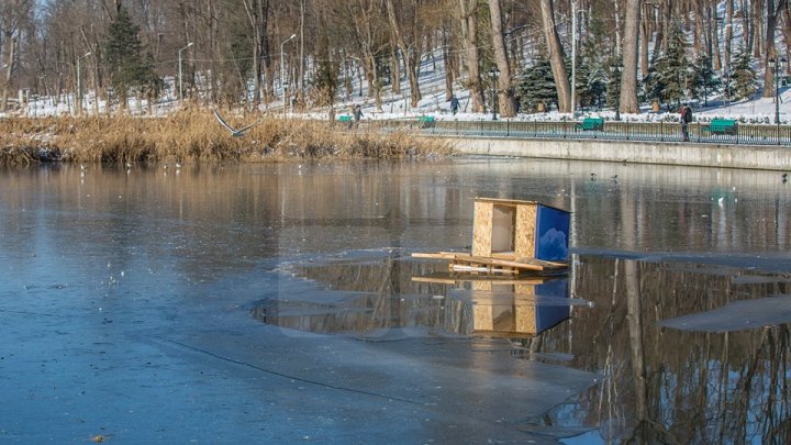 Маленького лебедя, который поселился в парке «Валя Морилор», показали на фото