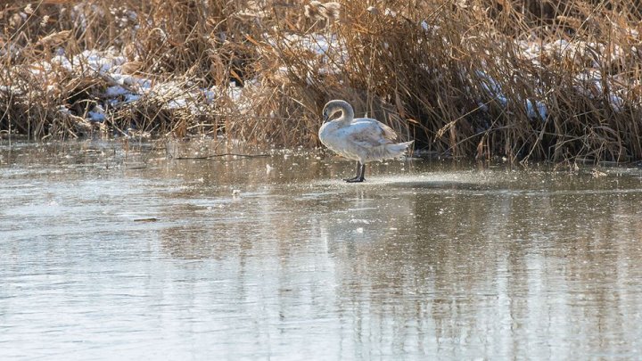 Маленького лебедя, который поселился в парке «Валя Морилор», показали на фото