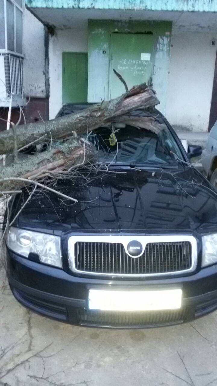 На Чеканах дерево разбило припаркованную машину: видео