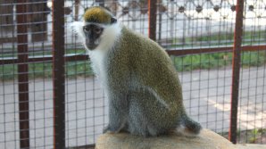 В Краснодарском крае задержали автобус с 33 обезьянами