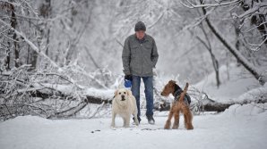Из-за непогоды в Москве повалено более 2 тысяч деревьев