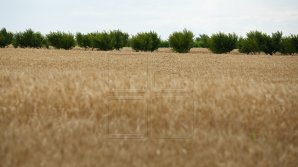 Фермеры могут подавать заявки на получение субсидий до 31 октября