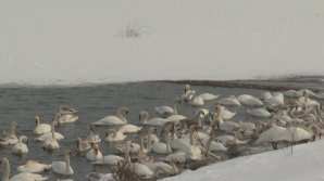 Более 200 лебедей зимуют на озере в Черновицкой области