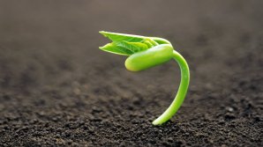 Стало известно, когда на Земле появились первые растения