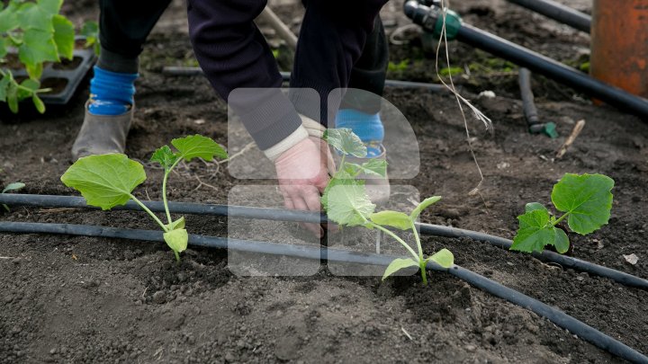 В Криулянском районе аграрии начали сажать овощи: фоторепортаж