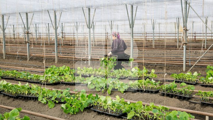 В Криулянском районе аграрии начали сажать овощи: фоторепортаж