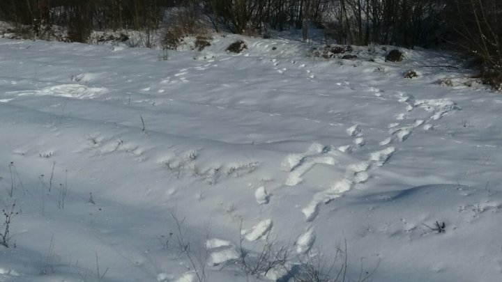 Молдавские Ромео и Джульетта: Молодая пара пыталась нелегально сбежать в Украину, потому что родители против их любви