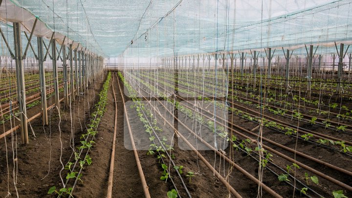 В Криулянском районе аграрии начали сажать овощи: фоторепортаж