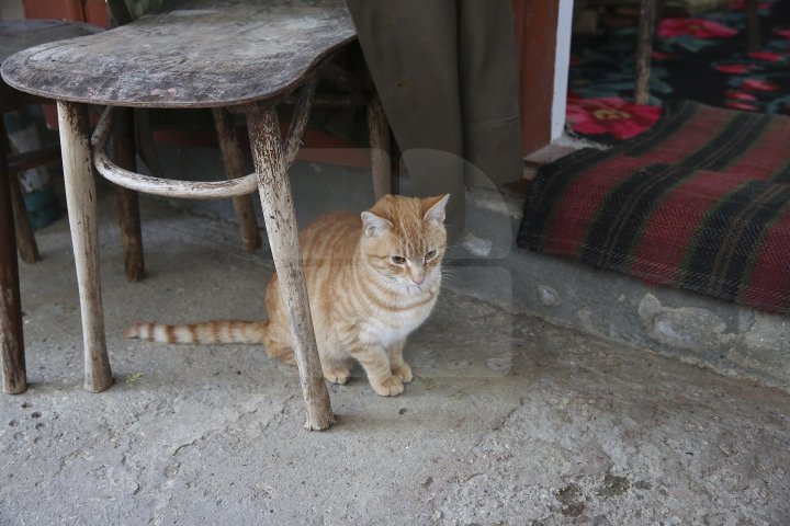 Житель Теленешт открыл музей старины в собственном доме: фото