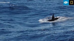 Редкий вид китов-убийц впервые заснят под водой