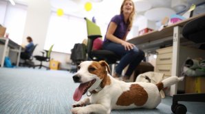 В столичной IT-компании на работу приводят питомцев