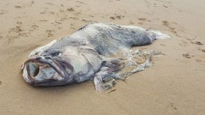 На пляже в Австралии нашли "рыбу-монстра"