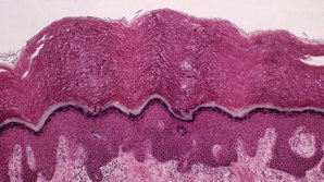 Ученые нашли у человека новый орган