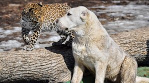 Во Владивостоке овчарка стала приемной мамой для детеныша леопарда