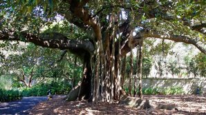 Свадьба женщины и огромного фикуса спасла растение от гибели