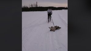 Пес "без мотивации" рассмешил пользователей Сети