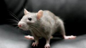 Слепым мышам вернули зрение с помощью золотых наночастиц