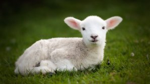 В Англии родился гигантский янгенок