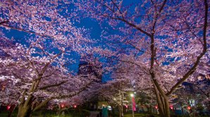В Токио зацвела сакура