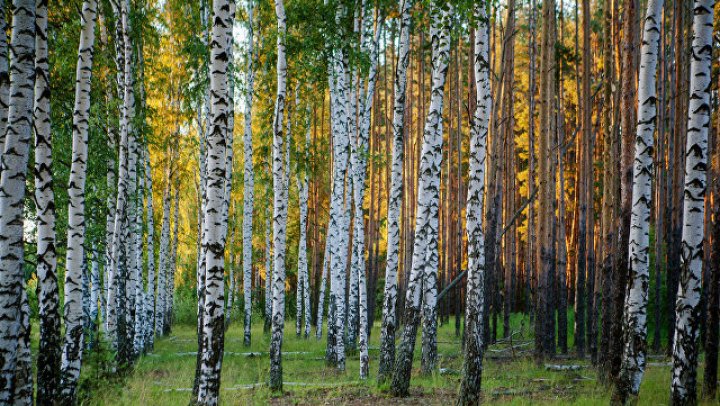 Российские ученые нашли средство от рака в березовой коре