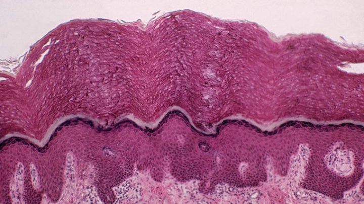 Ученые нашли у человека новый орган
