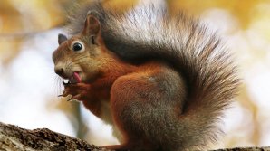 В Колумбии прохожие спасли белку, сделав ей непрямой массаж сердца